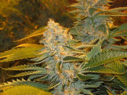= The BEST OG Kush Clone Only=