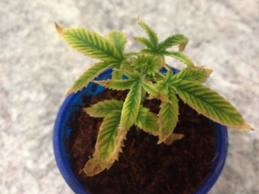 The Charts--Helpful charts for making nutrient deficiency diagnoses