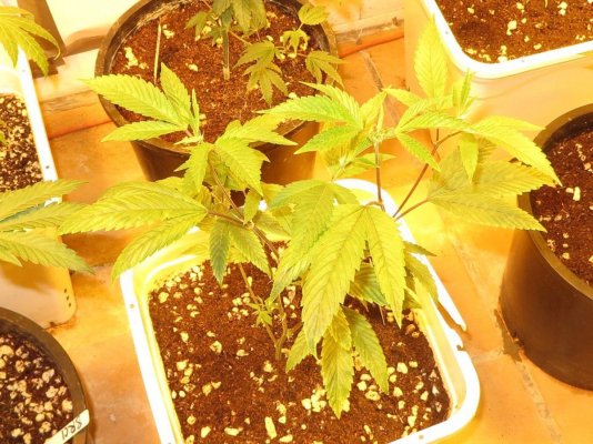 = The BEST OG Kush Clone Only=