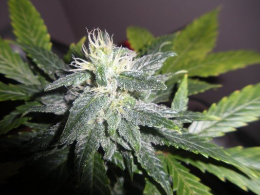 strawd-x-og-33-days3.jpg