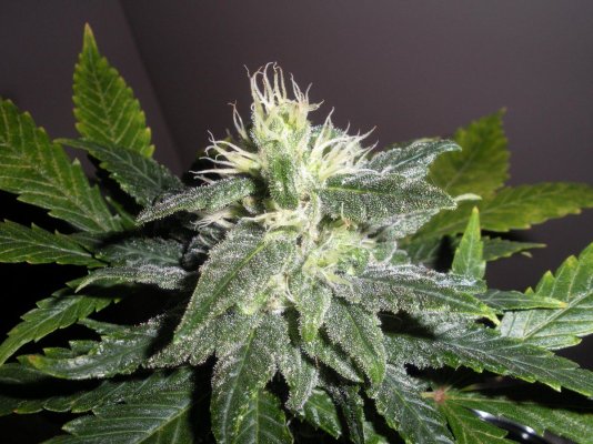 strawd-x-og-33-days4.jpg