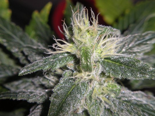 strawd-x-og-33-days5.jpg