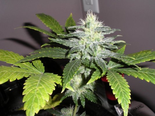 strawd-x-og-33-days6.jpg