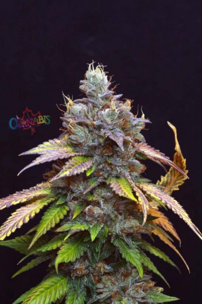 purple-kush-harvest-4.jpg