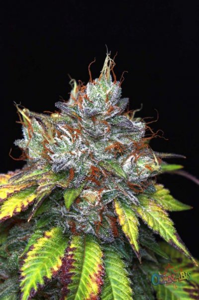 purple-kush-harvest-8.jpg