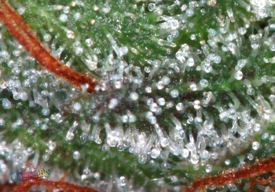 purple-kush-harvest-12.jpg