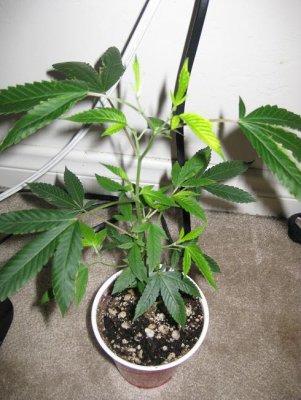 help-with-only-problem-i-continally-tend-to-have-in-soil-gardens-2.jpg