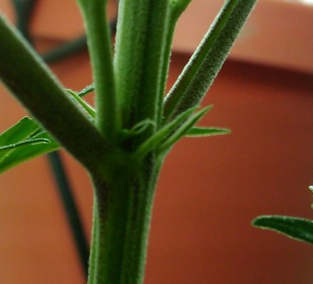 pistils.jpg