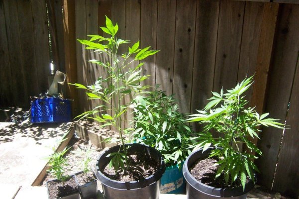 papakushs-outdoor-crop---2009.jpg