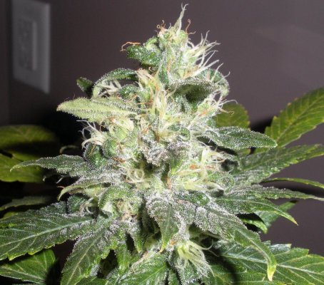 strawd x og 49 days1.JPG