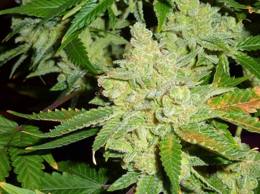 waaynes Loompa Farms thread