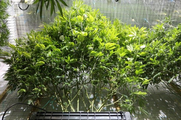 barebulb hedge growing and lanky strains