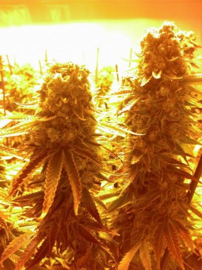 cherry kush in cali anyone heard of this strain?