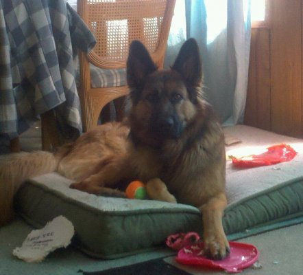 Cannabis and pets