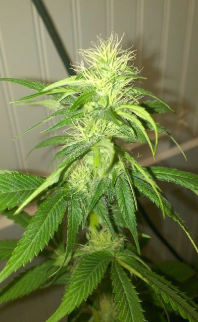 Afghan X Hells Angel OG
