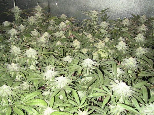 Full Apache Tech Garden...8x12...1900w