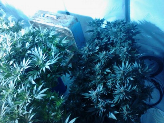 4kw Flo-n-Gro, Purple Urkel and God Bud