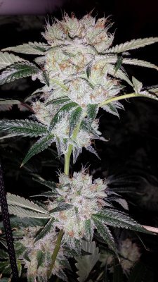 white fire Phenos
