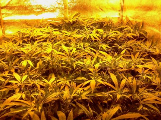 Connoisseur Genetics "The White" S1's Journal