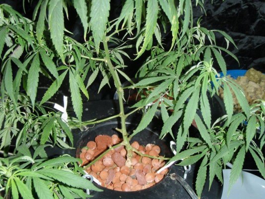 Dr Grinspoon c