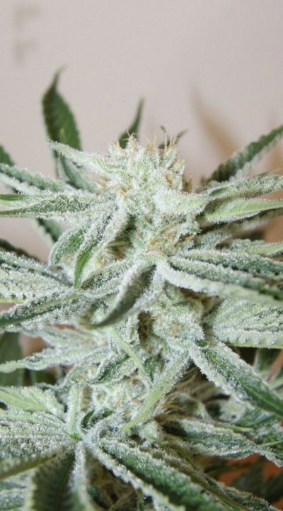 Miami White genetics = FL White Widow Humboldt OG??
