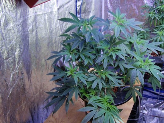 OG 18 f