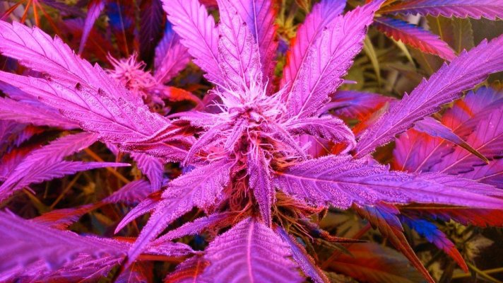 G13 Labs - Purple Haze