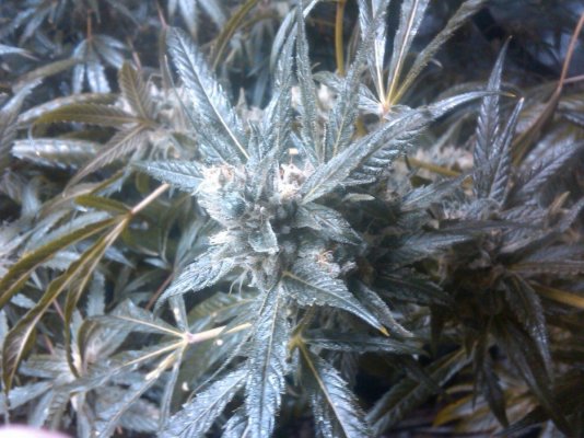 Blue Dream, Mambo, Dawg Gone Truth bud pics from the Bluz Gardens
