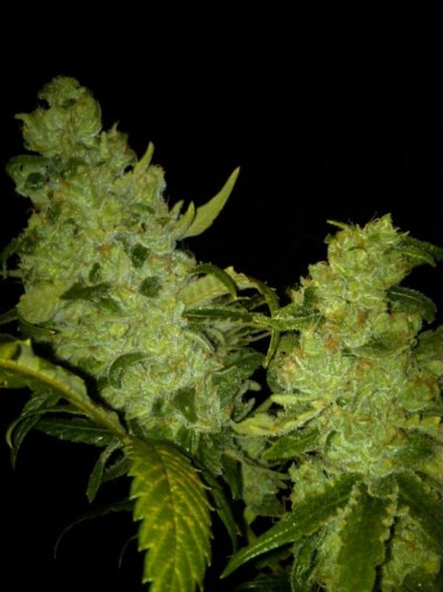 Blue Dream, Mambo, Dawg Gone Truth bud pics from the Bluz Gardens