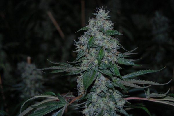 Let's See Your Frostiest Flowers