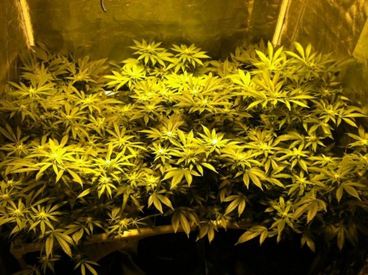 new grow coming bigger and better