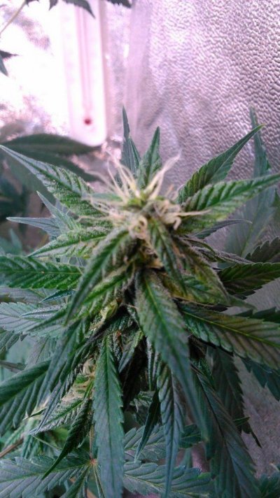 Flowering a Red Poison
