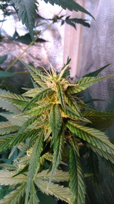 Flowering a Red Poison
