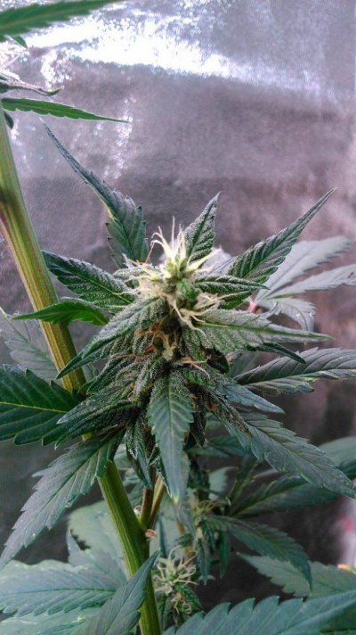 Flowering a Red Poison