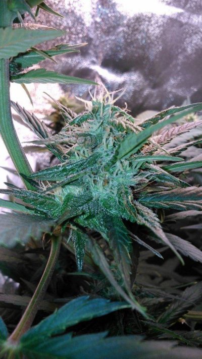Flowering a Red Poison