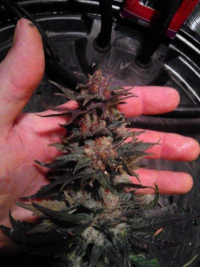 4kw Flo-n-Gro, Purple Urkel and God Bud