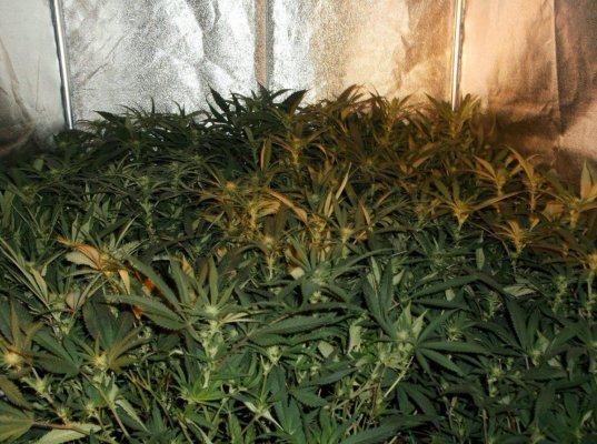 Connoisseur Genetics "The White" S1's Journal
