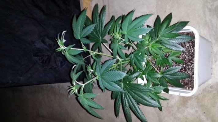 Afghan x Hells angel og & Casey jones x Hells angel og