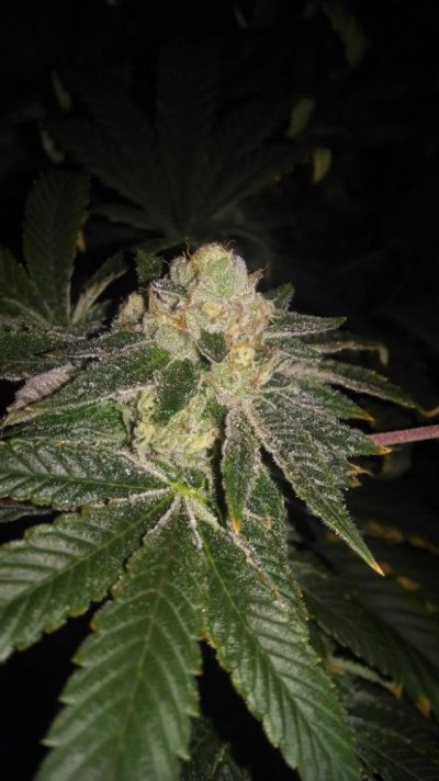 Girl Scout Cookies & Friends