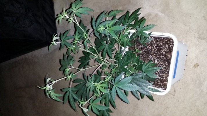 Afghan x Hells angel og & Casey jones x Hells angel og