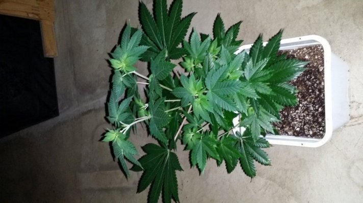 Afghan x Hells angel og & Casey jones x Hells angel og