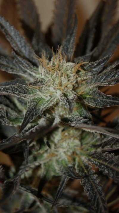 PNW Roots epic Dank