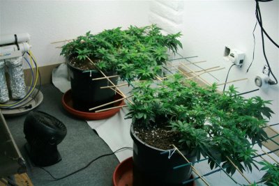 bend-over-bitches-lvpk--bubba-kush-serious-lst.jpg