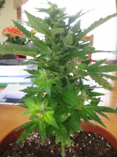 easyryder-autos-ak47xlr2-2.jpg