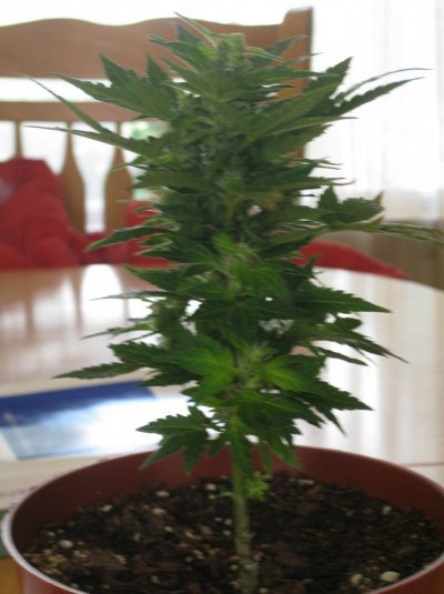 easyryder-autos-ak47xlr2-7.jpg