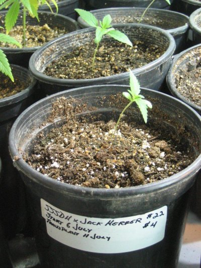 hr's SSSDH x Jack Herrer #22 test grow
