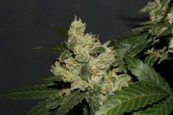 mapleleafindica-(18).jpg