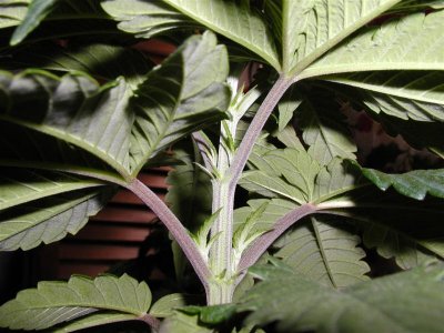 pre-flower-help.jpg