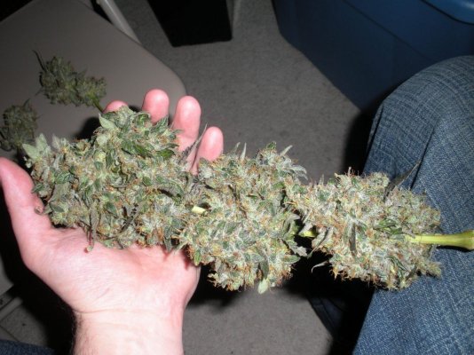 elites-double-purple-sfv-og-2.jpg