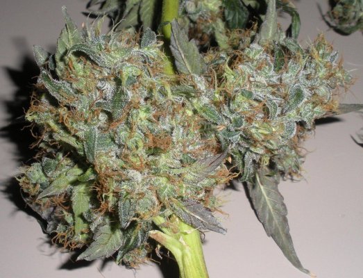elites-double-purple-sfv-og-3.jpg
